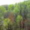 Spring Forest
