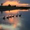 Ryan's Pond Geese