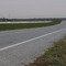 Roadside Geese