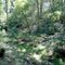 Oldmans Creek Preserve Stream