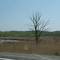 Lone tree near Warners