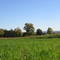 abbot farms