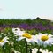 New York Wild Flowers 6