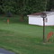 Deer In Perinton, NY