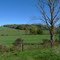 thorne fields