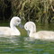 Baby Swans on Hog Creek