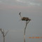 Osprey Nest in Lion Head Beach