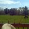 Sarah's back yard