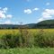 Botchers SunFlower Fields 8/2011