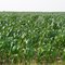 In the words from the Musical "Oklahoma" soon this corn will be "as high as an elephant's eye"  South of Afton, OK on Route 66