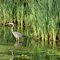 Heron on the towpath