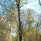 California Nature Preserve Cincinnati Red Oak Old Growth