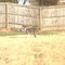 Chai in our yard