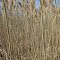 High reeds on Erie Beach