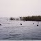 Duck Hunting Indian Island
