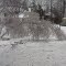 iced birch