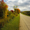 Autumn Road