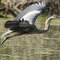 Heron Haven-Gret Blue Heron