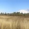 Corvallis Marys River Wetlands Park november 2009
