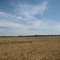 More Wheat