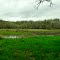 Beaver Pond