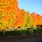 Autumn trees in Oregon
