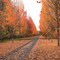 Autumn Trees