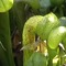 insect eating plants at Darlingtonia State Park, Oregon