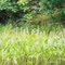 WATER HYACINTH IN THE CHANNEL BETWEEN FLAMBEAU AND POKEGAMA