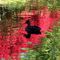 Duck In Red