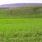 Field - Spring, Hill