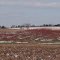 Peach Orchard Akron PA