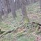 Moss and trees on the Ox Mountain