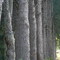 Tree Line - along Coudersport Pike
