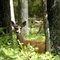 White-Tail Deer during Summer in Sproul S.F.
