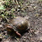 Box Turtle in Sproul S.F. in Clinton Co., PA