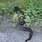 Rattlesnake in Black Phase in Clinton Co., PA