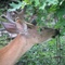 Ashokan Wildlife