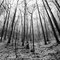 Winter in Kanawha State Forest, Charleston WV