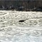 Turkery Vulture over frozen SusquehannaRiver