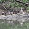 Family of Ducks