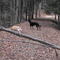 former logging railroad bed