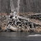 roots