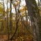 Horse Shoe / Turtle Trail at French Creek State Park
