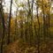 Horse Shoe / Turtle Trail at French Creek State Park