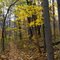 Horse Shoe / Turtle Trail at French Creek State Park