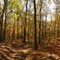 Ridge Trail at French Creek State Park