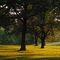 Chestnut trees