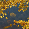 autumn framed