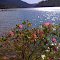 roses at Clear lake near Rimrock